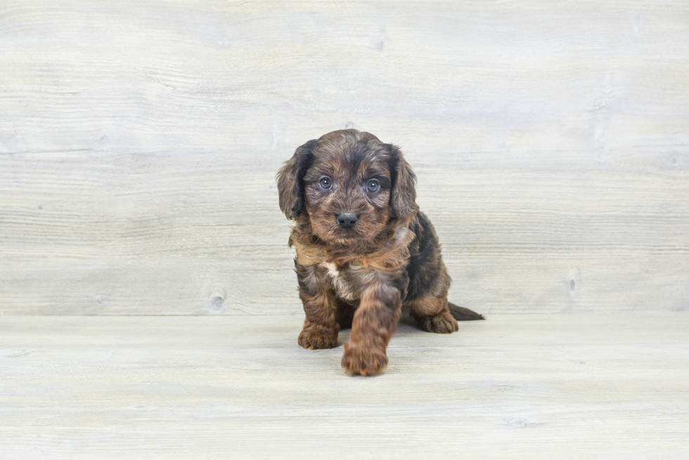 Cavapoo Pup Being Cute