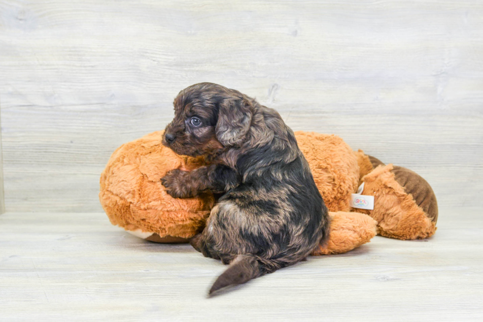 Cavapoo Puppy for Adoption