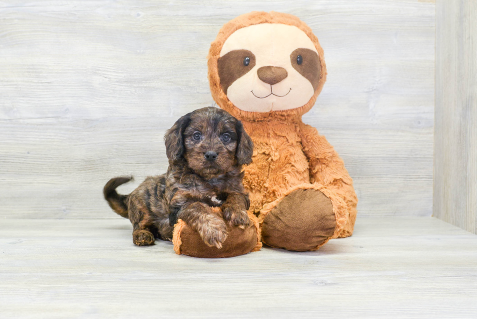 Cute Cavapoo Baby