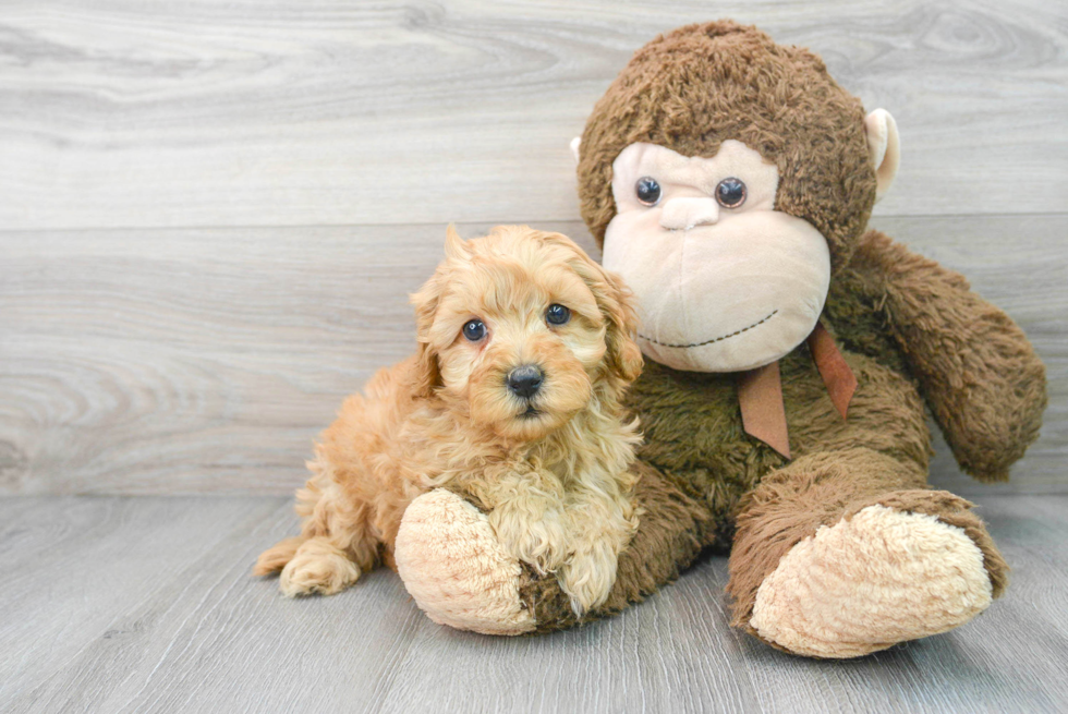 Cavapoo Pup Being Cute