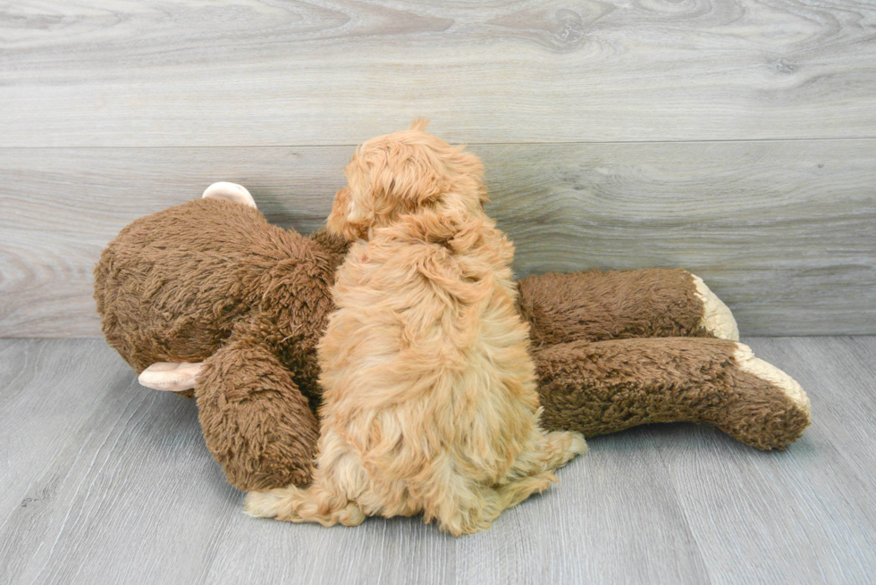 Hypoallergenic Cavoodle Poodle Mix Puppy