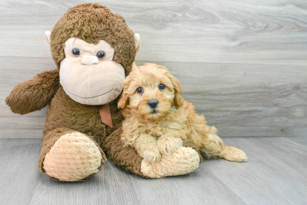 Cavapoo Pup Being Cute