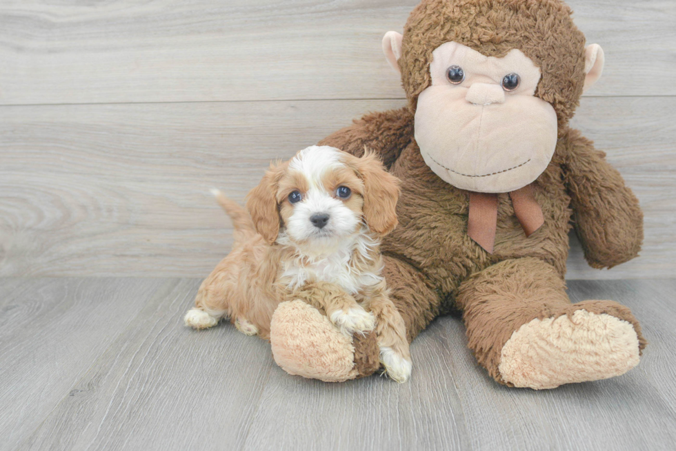 Best Cavapoo Baby