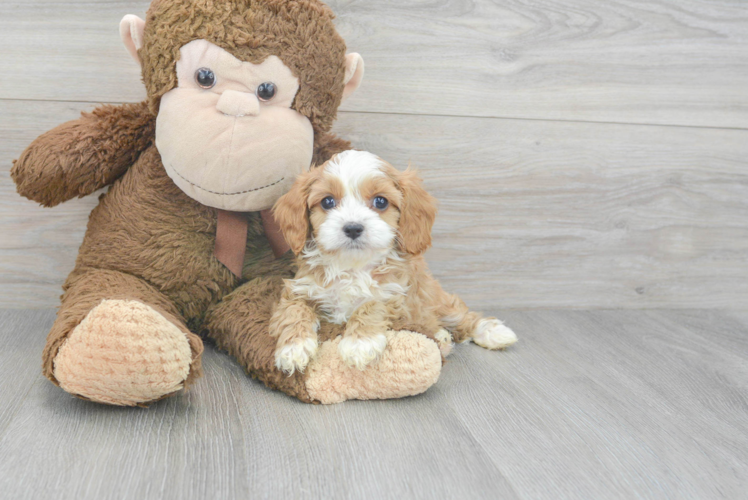 Cavapoo Pup Being Cute