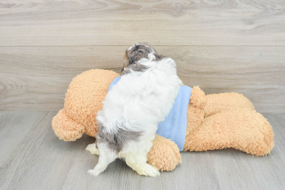 Cavapoo Pup Being Cute