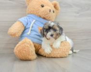 8 week old Cavapoo Puppy For Sale - Premier Pups