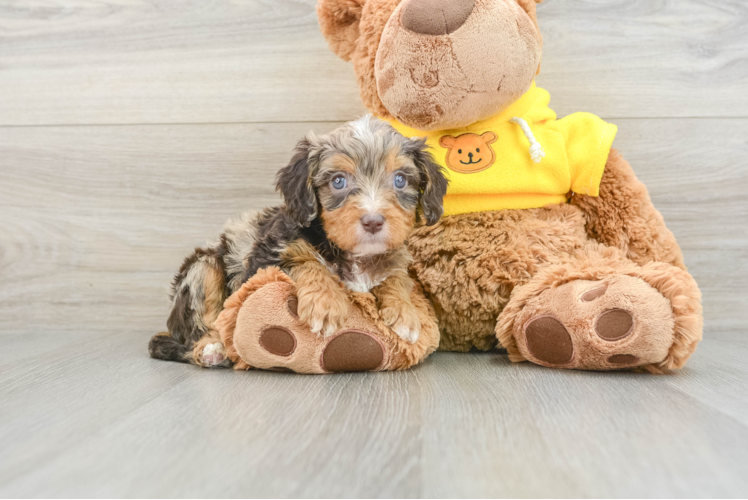 Cavapoo Pup Being Cute