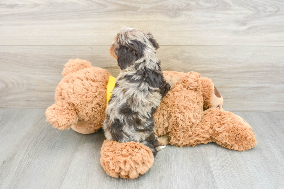 Little Cavipoo Poodle Mix Puppy