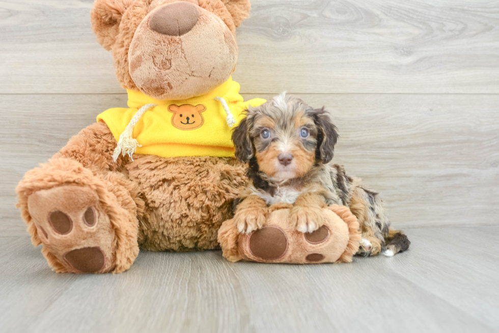 Best Cavapoo Baby