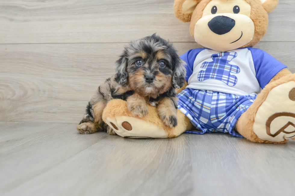 5 week old Cavapoo Puppy For Sale - Premier Pups