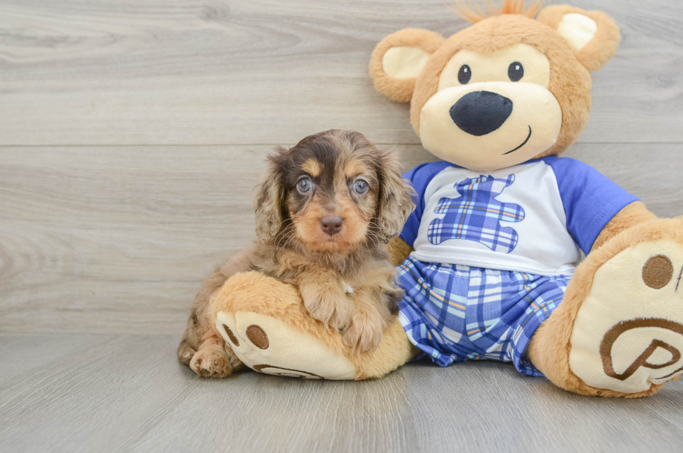 7 week old Cavapoo Puppy For Sale - Premier Pups