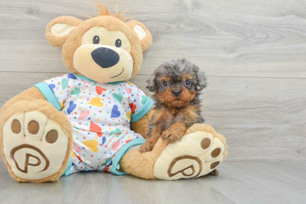 Energetic Cavoodle Poodle Mix Puppy