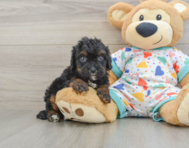 8 week old Cavapoo Puppy For Sale - Premier Pups