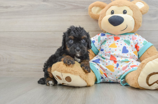 Smart Cavapoo Poodle Mix Pup