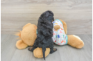 Friendly Cavapoo Baby