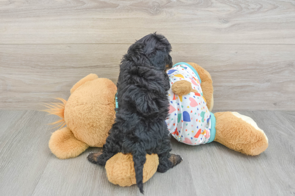 Friendly Cavapoo Baby