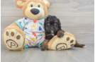Adorable Cavalier King Charles Spaniel and Poodle Mix Poodle Mix Puppy