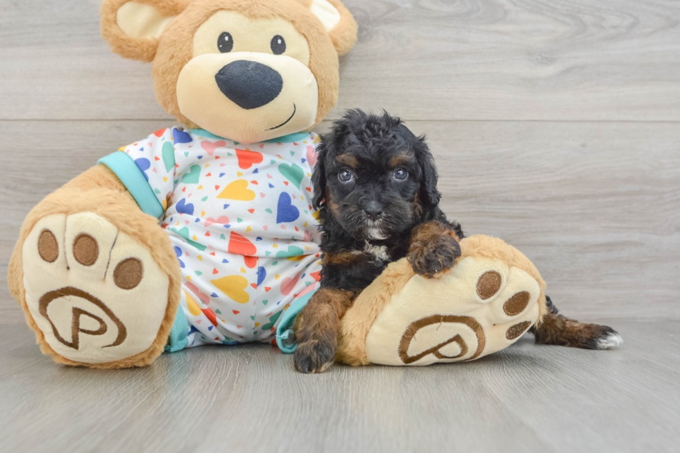 Adorable Cavalier King Charles Spaniel and Poodle Mix Poodle Mix Puppy