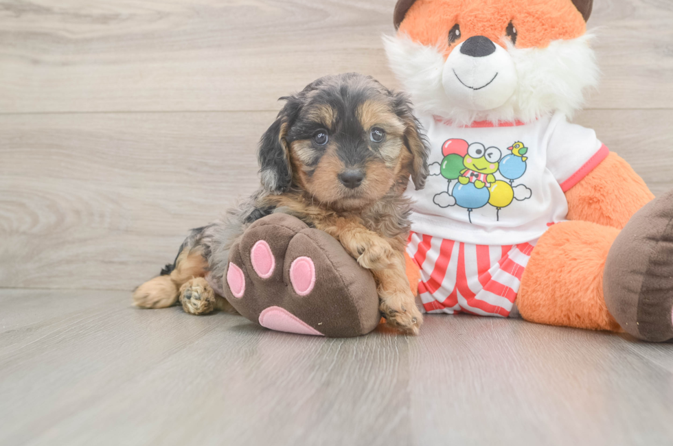 6 week old Cavapoo Puppy For Sale - Premier Pups