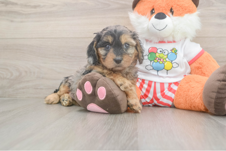 Meet Lyric - our Cavapoo Puppy Photo  1/3 - Premier Pups Petite Cavapoo Poodle Mix Pup