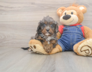 7 week old Cavapoo Puppy For Sale - Premier Pups