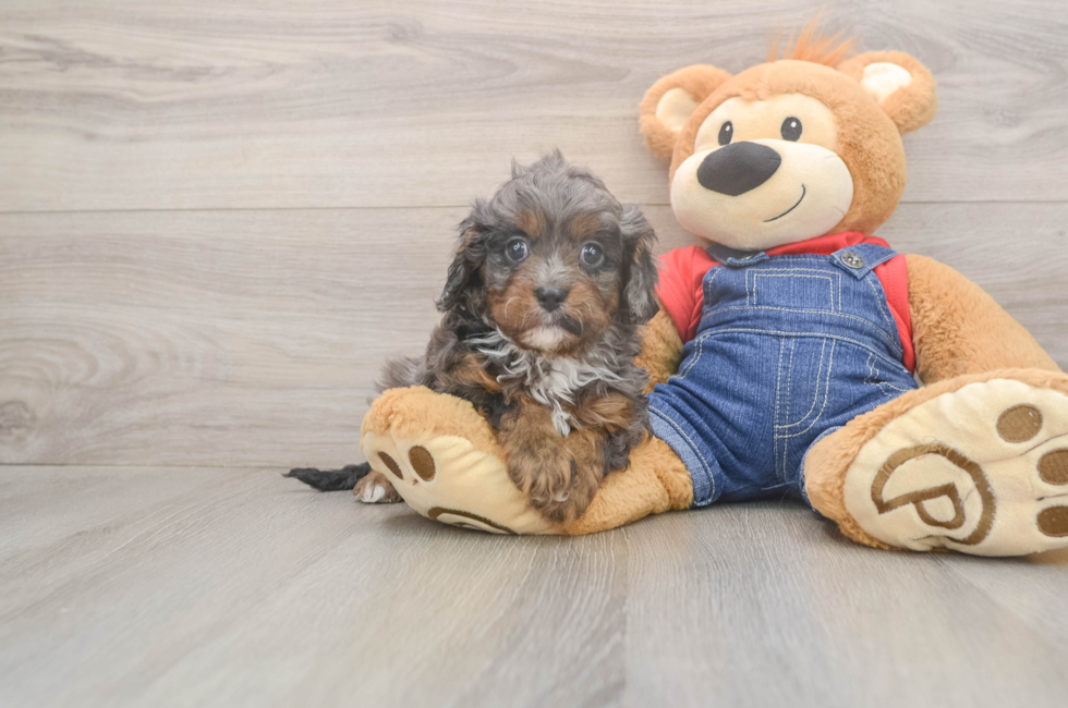 5 week old Cavapoo Puppy For Sale - Premier Pups