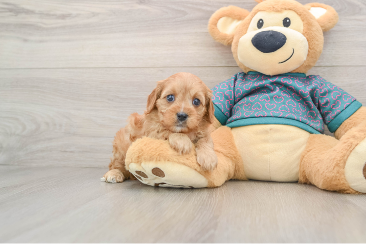 Happy Cavapoo Baby