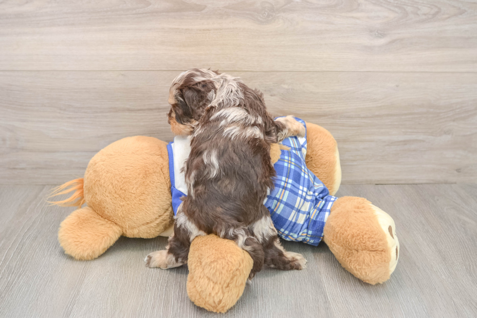 Funny Cavapoo Poodle Mix Pup