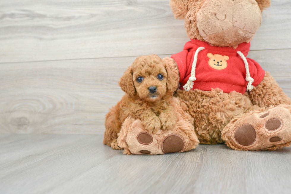 Cavapoo Pup Being Cute