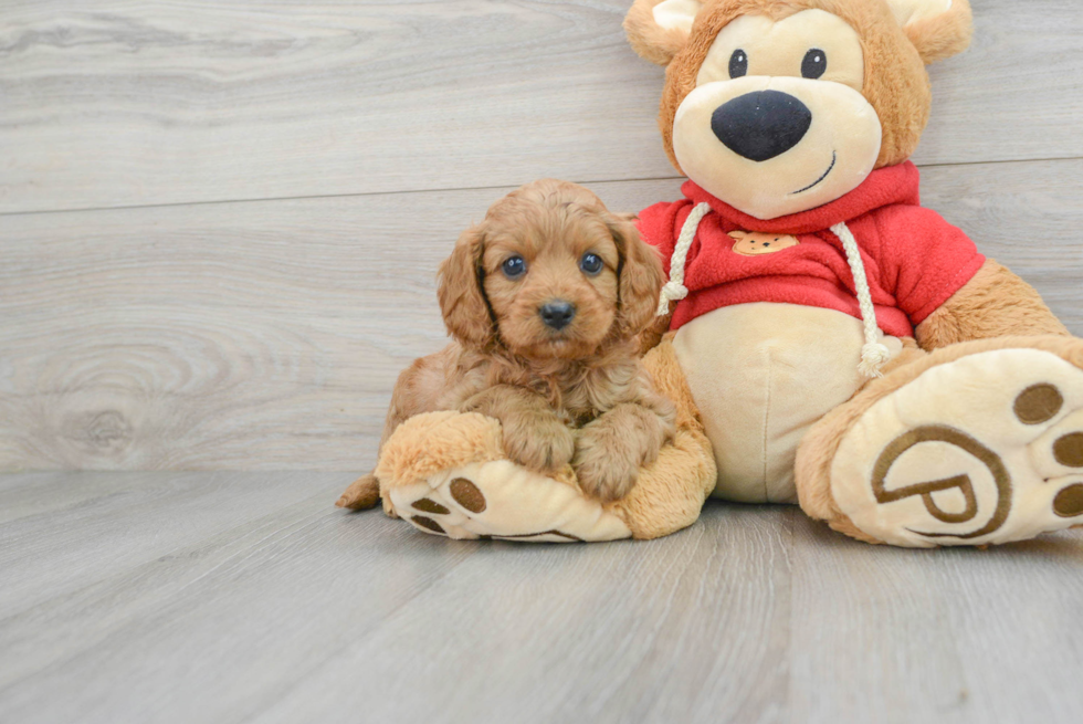 Sweet Cavapoo Baby