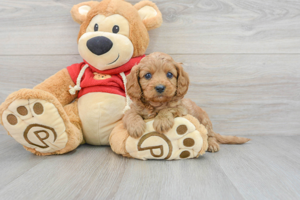 Friendly Cavapoo Baby