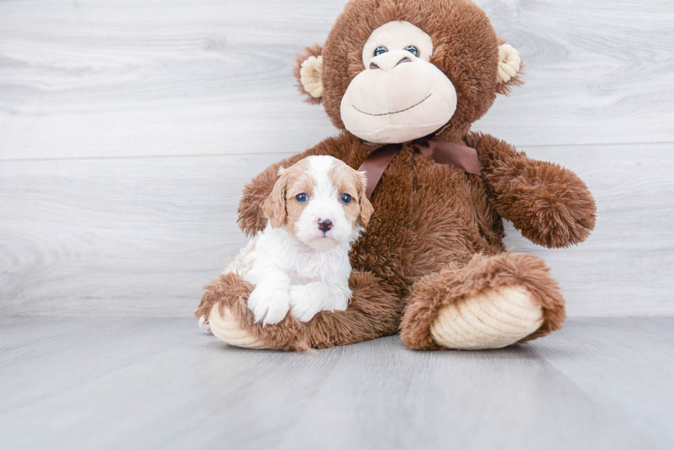 Best Cavapoo Baby