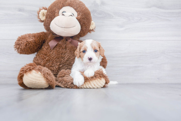 Petite Cavapoo Poodle Mix Pup