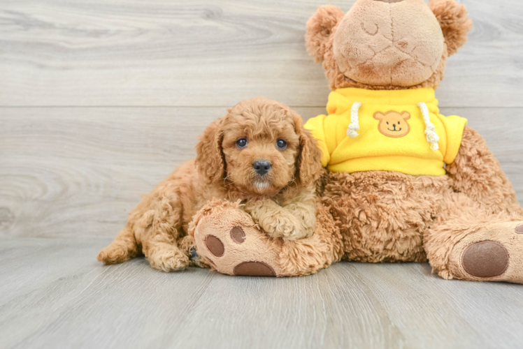 Little Cavoodle Poodle Mix Puppy