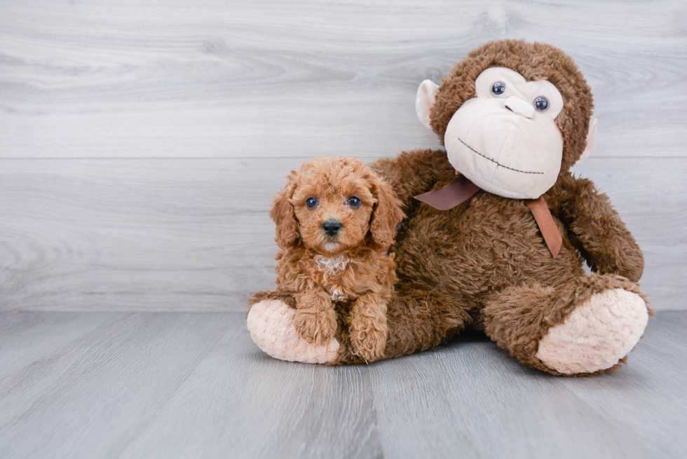 Funny Cavapoo Poodle Mix Pup