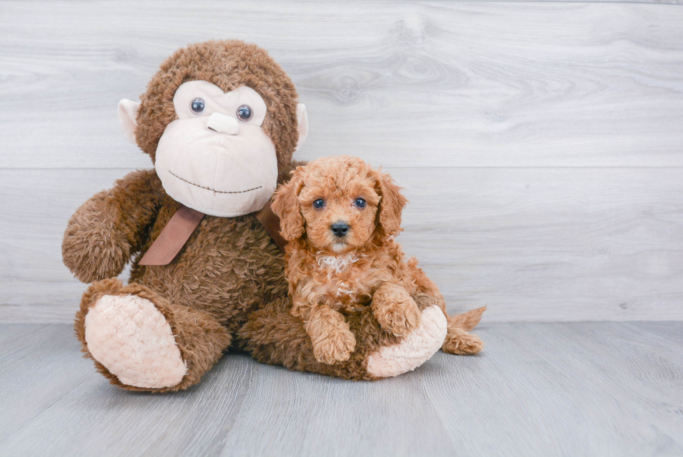 Cavapoo Pup Being Cute