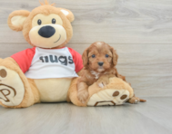 7 week old Cavapoo Puppy For Sale - Premier Pups