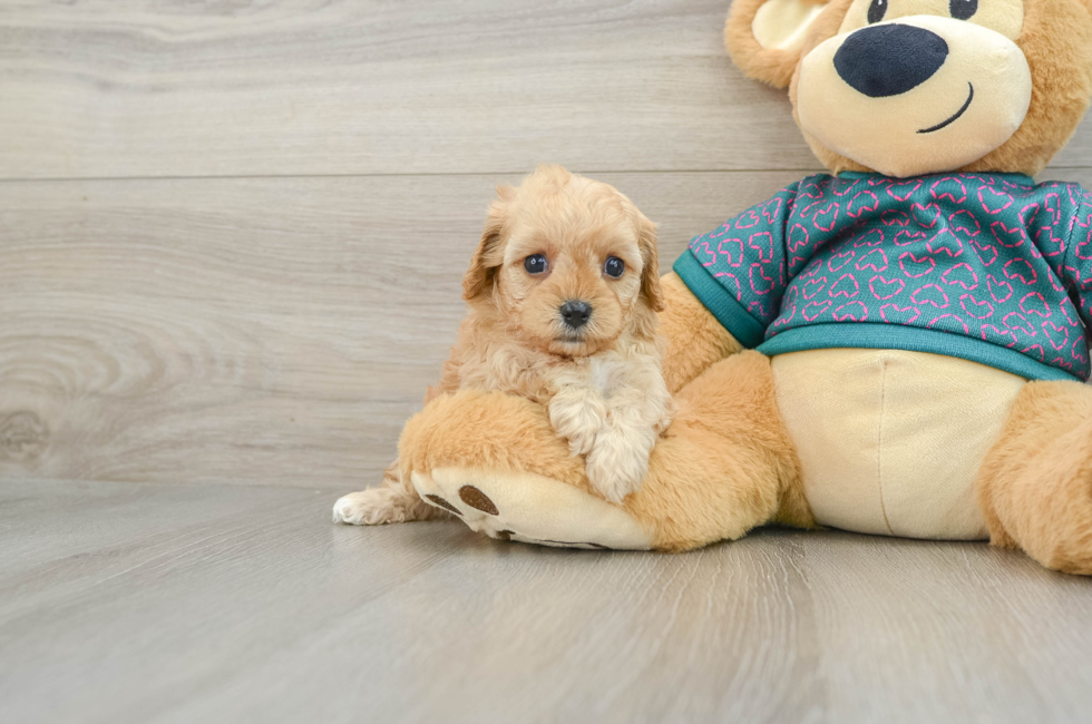 6 week old Cavapoo Puppy For Sale - Premier Pups