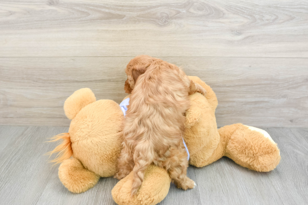 Cute Cavapoo Baby