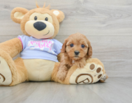 7 week old Cavapoo Puppy For Sale - Premier Pups
