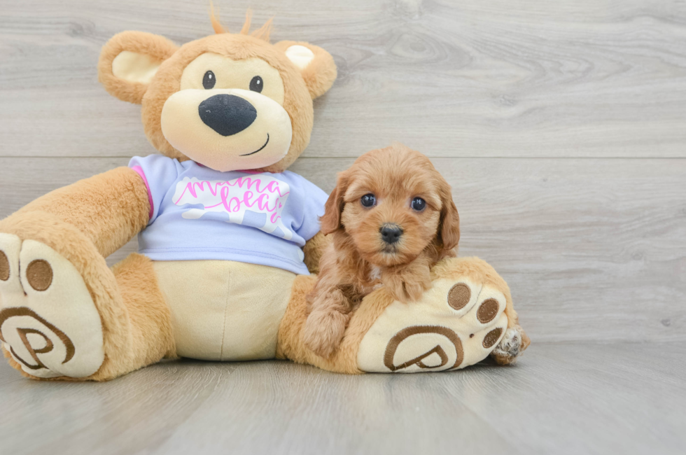 5 week old Cavapoo Puppy For Sale - Premier Pups