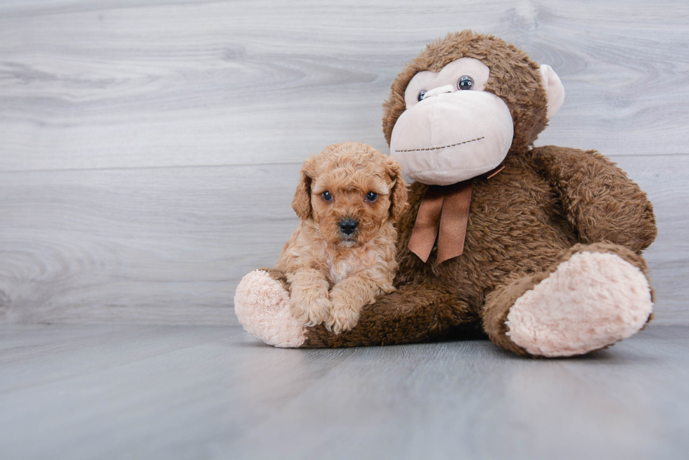 Best Cavapoo Baby