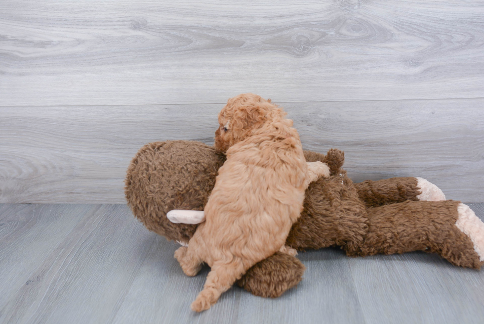 Cavapoo Pup Being Cute