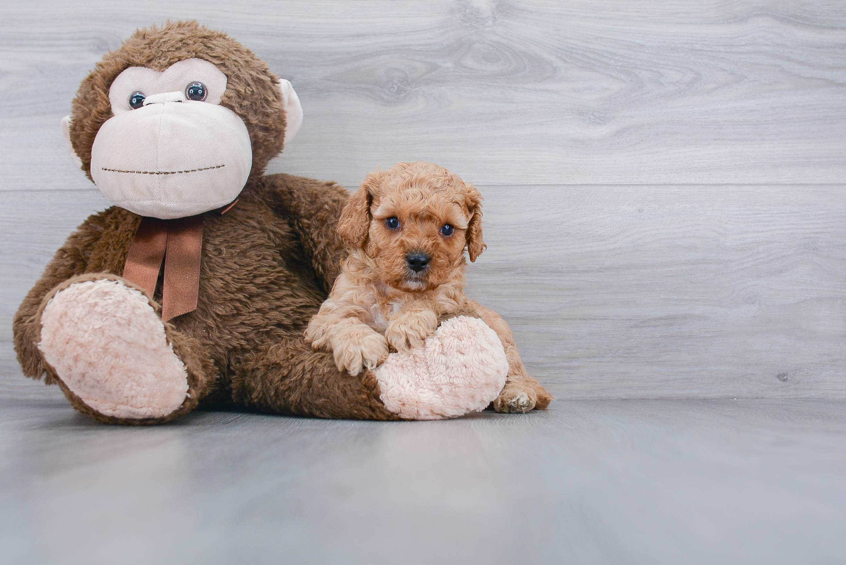 Popular Cavapoo Poodle Mix Pup