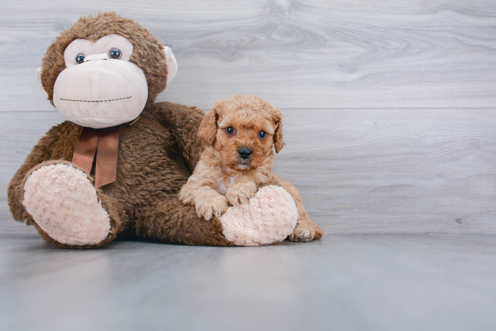 Popular Cavapoo Poodle Mix Pup