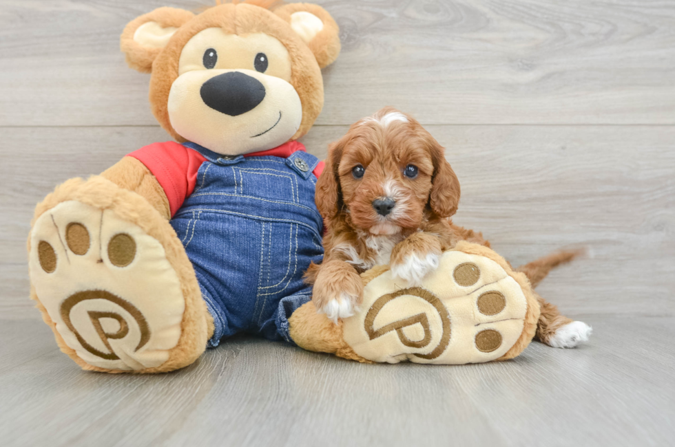 5 week old Cavapoo Puppy For Sale - Premier Pups