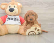 8 week old Cavapoo Puppy For Sale - Premier Pups