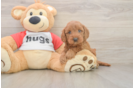 Fluffy Cavapoo Poodle Mix Pup