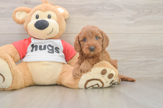 Fluffy Cavapoo Poodle Mix Pup
