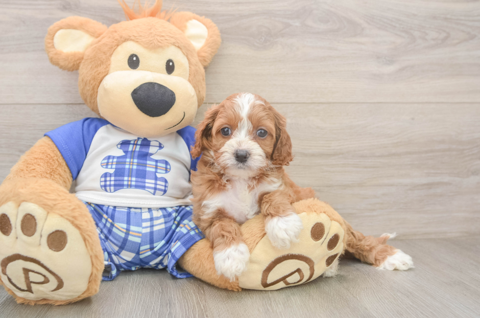5 week old Cavapoo Puppy For Sale - Premier Pups